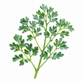Arruda