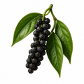 Pimenta