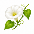Flor de Trepadeira