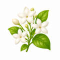 Jasmim