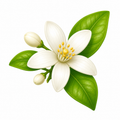 Jasmim